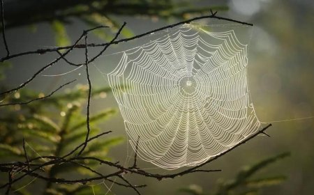 اكتشاف مذهل نسيج العنكبوت .. ميكروفون طبيعي خارق