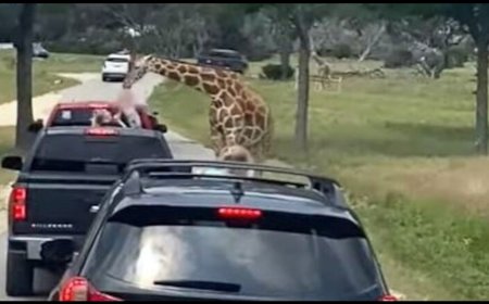 فعل مروع "الزرافة" تنتشل طفلة داخل سيارة واهلها