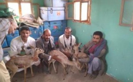 اضحية العيد.. بين غزلان الحوثي ودجاج المواطن  . 