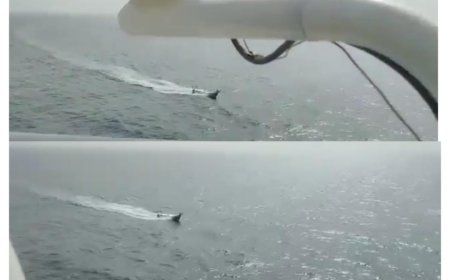 الشرعية تحذر هجمات الحوثيين بقوارب الصيد المفخخة ستؤدي الى انهيار أنتاج اليمن السمكي. 