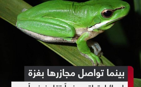 المحكمة العسكرية الإسرائيلية تصدر حكماً بالسجن 4 أشهر على جندي قتل ضفدعاً بوضعه في الميكروويف