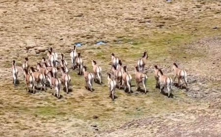 ظهور أجناس متنوعة من الحيوانات النادرة في تشينغهاي بالصين