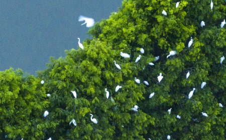 الصين: أسراب من طيور البلشون تعيش وتتغذى في الغابة