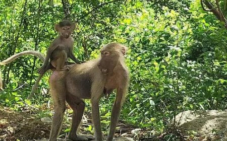 الحديدة.. مواطنون يسيطرون على حريق في أطراف محمية بُرع بعد ساعات على اندلاعه
