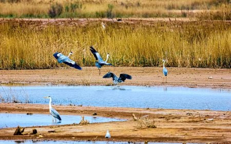 إدراج موقعين من مواقع التراث الطبيعي في الصين في قائمة اليونسكو للتراث العالمي