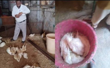 السلطة المحلية بمديرية عتق تعزز الرقابة على المنشآت الزراعية لمكافحة الأمراض الداجنة