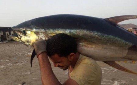 لأول مرة عدن بدون ( ثمد).. ومدينة شقره تنقذ عدن من أزمة معروض الاسماك