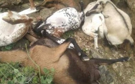 صاعقة رعدية تقضي على قطيع من الأغنام في مديرية سرار يافع