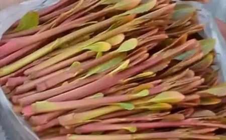 قراراً رسميّاً..  منع دخول القات لهذه المحافظة الجنوبية 