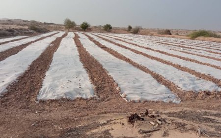 مستقبل مشرق لمديرية رضوم في المجال الزراعي والحيواني وزيادة التصدير فاق التوقعات