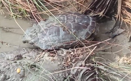 شبوة: مواطن يعثر على سلحفاة مدرعة  نادرة في مديرية ميفعة ويعرضها للبيع  ب 20 ألف دولار