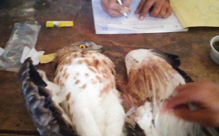 إجراء أول عملية جراحية لطائر بري في يافع.