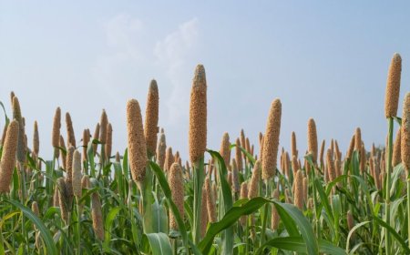 السعودية.. علماء "كاوست" يكتشفون استراتيجية وراثية لحماية محصول الدخن