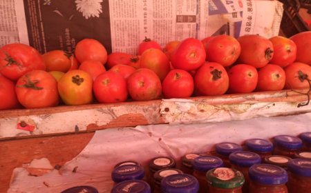 بيعت اليوم الأحد الحبة الطماطم بسوق الخضار بزنجبار  بسعر  500 ريال.. 