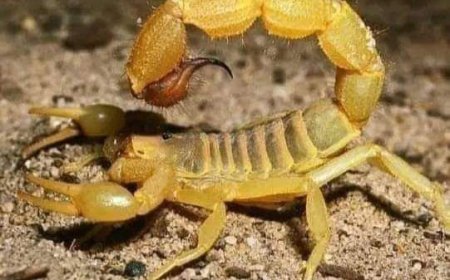 هل تعلم ان سم العقرب أغلى سائل في العالم؟  