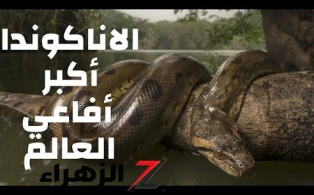 ظهور أخطر ثعبان في العالم الأناكوندا في البرازيل شكله مرعب ولدغته تؤدي للقبر