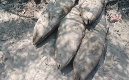 مكتب اشغال زنجبار يضبط سمك نوع ثمد تالف بسوق الاسماك بالمدينة