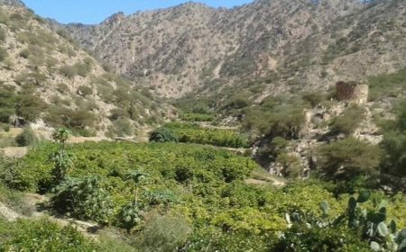 وادي حذة بيافع رصد لا يزال يصارع حفاظا على شجرة البن
