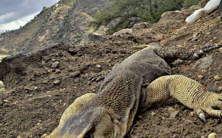 حيوان بحجم غريب يتكاثر في القبيطة ودعوات بالحفاظ عليه. 