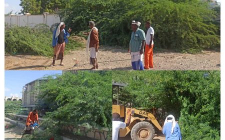 صندوق النظافة مديرية زنجبار ينفذ حملة إزالة أشجار "المسكيت" بمنتزه ساحة الشهداء 