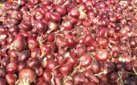 انخفاض سعر البصل بسوق الخضار زنجبار.. 