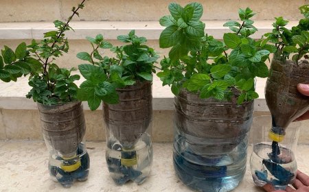 طريقة زراعة النعناع في الزجاجات البلاستيك بالمنزل