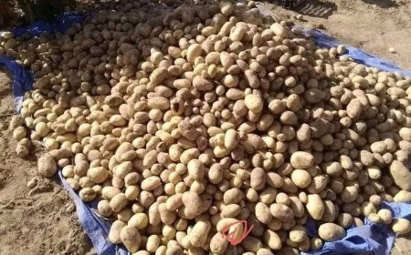لأول مرة.. نجاح زراعة البطاط باحدى مديريات أبين