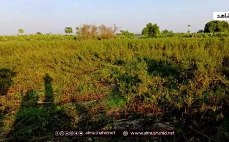 تلف محصول «السمسم» في جنوب وغرب اليمن "تقربر"