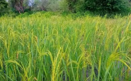 إنجازاً نوعياً يتحقق في اليمن لاول مرة " زراعة الأرز “ في هذه المحافظة