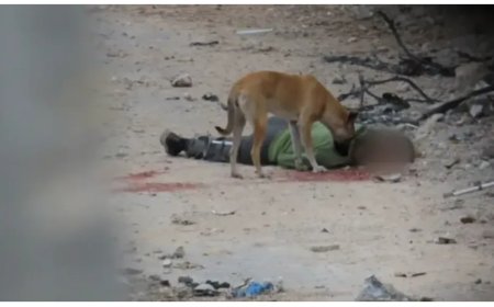 مشاهد مؤلمه غابت فيها الإنسانية.. كلاب ضالة تنهش أجساد الشهداء في شوارع شمال قطاع غزة وجنود الاحتلال يستمتعون