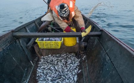 لسد النهضة منافع إثيوبية أخرى "الأسماك نموذجا"