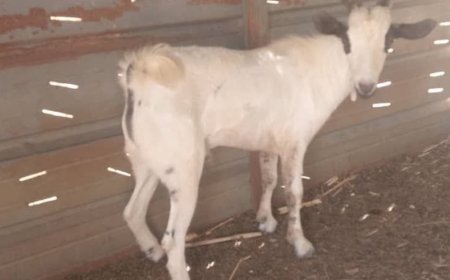 فقدان “تيس” نادر في شبوة ومالكه يرصد مكافأة مالية للعثور عليه (صورة) 