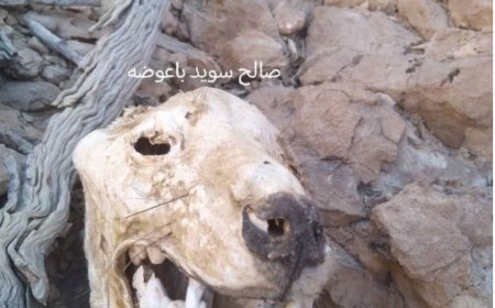 رأس حيوان غريب ونادر في شبوة تم عرضه للبيع ب85ألف دولار.