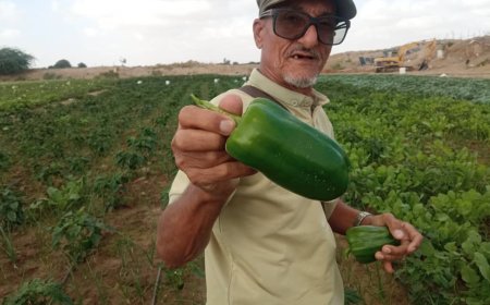 بعد نجاح باهر في زراعة الملفوف ( الكوبيش)والبيبار في أبين ..  المهندس السميطي :  يدعوا الجهات المختصة لدعم وتشجيع المزارع البسيط .