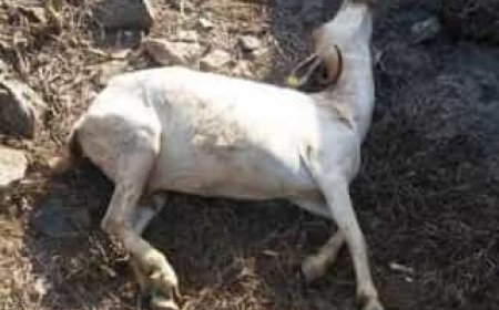 مرض غريب يفتك بمئات الأغنام في مديرية المسيمير بمحافظة لحج ( صور)