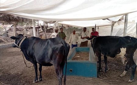 فريق من مركز الارشاد الزراعي والبيطري بتبن لحج يتفقد مشاريع تربية الماشية في المديرية