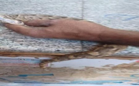 أفعى سامة تثير الذعر والخوف في يافع وهذا ما احدثته بأحد المواطنين