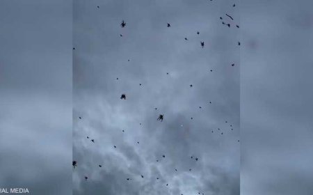فيديو للسماء تمطر مئات العناكب.. وخبراء يكشفون السبب