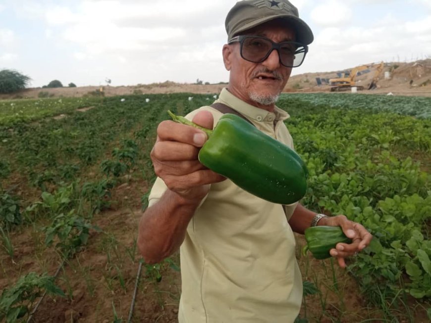 بعد نجاح باهر في زراعة الملفوف ( الكوبيش)والبيبار في أبين ..  المهندس السميطي :  يدعوا الجهات المختصة لدعم وتشجيع المزارع البسيط .