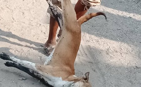 حملة على الكلاب الضالة والمسعورة بالكود 