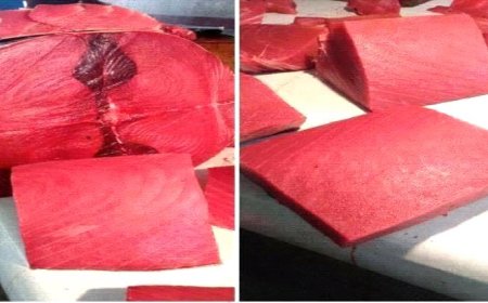 ارتفاع في أسعار الأسماك صباح اليوم السبت في عدن