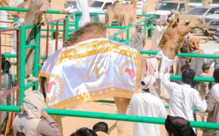 انطلاق أشواط المزاينة في مهرجان شباب الغد في المهرة