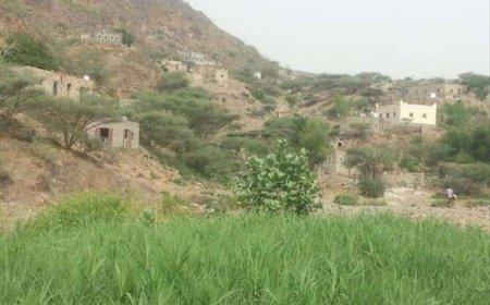 مسلح يرتكب جريمة بحق شقيقان في الضالع 