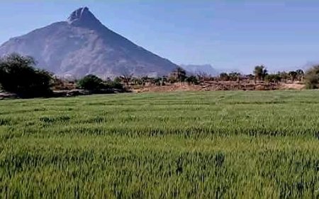 شبوة: توقعات بموسم حصاد وفير لمحصول القمح بفضل الأمطار الغزيرة ودعم السلطات المحلية