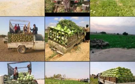 نقلة نوعية للقطاع الزراعي في رضوم والمزارعون يشيدون بالسلطة المحلية ويناشدون المنظمات بالدعم