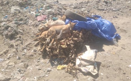 مكتب الأشغال العامة بخنفر يقوم بحملة مكافحة الكلاب الضالة بحي الاثار والمثلث بجعار