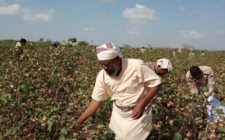 مزارع في دلتا أبين : إذا هناك مشتري جديد للقطن فإننا سوف ندعم محلج القطن بالكود ..!