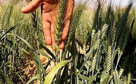 خبر سار من شبوة