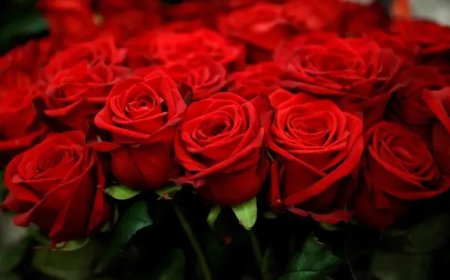 البصمة الكربونية للزهور.. الوردة في الدول المتقدمة أكثر تكلفة بيئية من الدول النامية