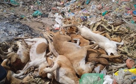 مكتب الأشغال العامة والطرق يقوم بمكافحة الكلاب المسعورة بحي الجبل بخنفر